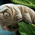 waterbear
